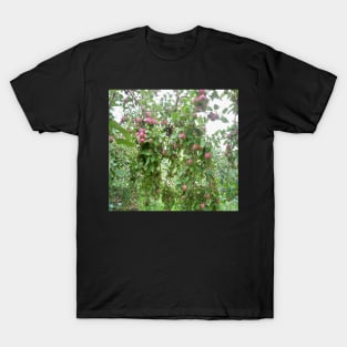 Apple orchard T-Shirt